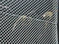 Zoo parte 12 - macaquinhos =]