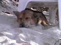 眠りイヌ動画