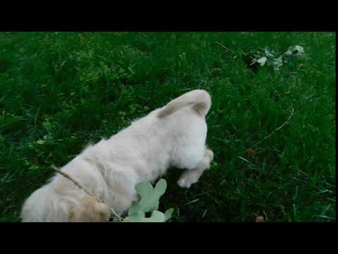 ACHC Registered Labradoodle Duke