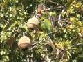 Great Green Macaws Parst IV and VII Great Green Macaws Parst IV and VII