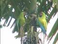Great Green Macaws Parst IV and VII