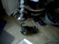 videos de Bailey pt 13 19122008