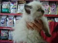 preciosa gato persa birmano Chispa preciosa gato persa birmano Chispa