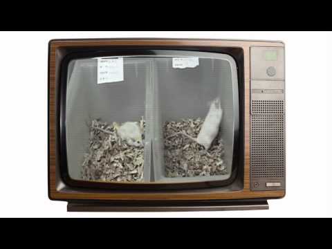 Vitality Demonstrated – The Mice Test Vitality Demonstrated – The Mice Test