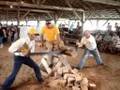 WARREN COUNTY FAIR HANDSAW COMPETION