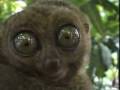 Dramatic Wagner Lemur :: Dramatic Wagner Lemur Obejrzyj film