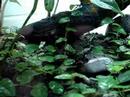 Honolulu Auratus