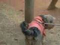 videos de Laila Maria