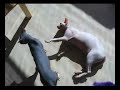 Sphynx - Mumik a Mutik:-)