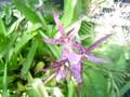 orchid recovery patient and several other blooming orchids