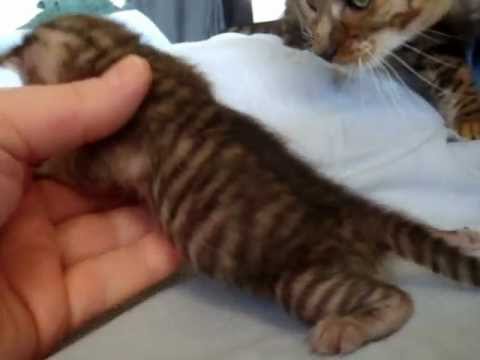 toyger toyger