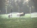 13 1/2 year old Bearded Collie Kassie at a Herding Trial - 14.11.2009 / AUSTRIA