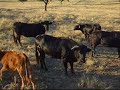 Ganaderia El Parralejo - Gnaderia de Toros Bravos Ganaderia El Parralejo - Gnaderia de Toros Bravos