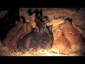 Hog Piglets Staying Warm in Cows Hay