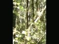 Oaxaca, Mexico, ecotours in the Sierra Norte