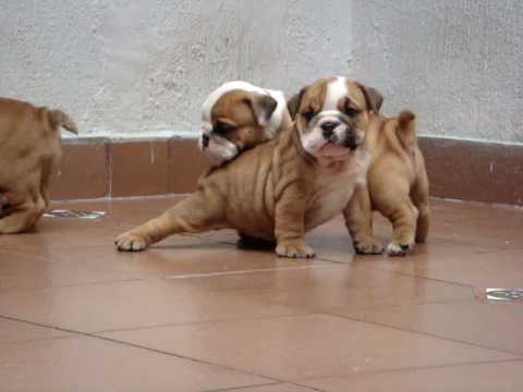 bull dog