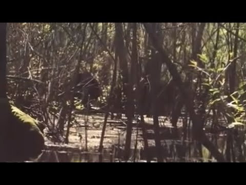 Compelling Footage of Skunkape/Bigfoot From Lettuce Lake Park Florida