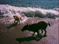 Atreyu y Nika on the beach Atreyu y Nika on the beach