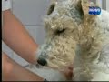 la esterilizacion previene tumores 2