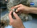 la esterilizacion previene tumores 2