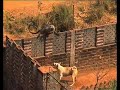 MONKEY BUSINESS QUALITY