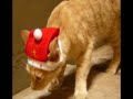 Foghino Navideño