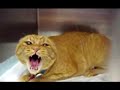 MEOWARCHY 4: Your Soul Is My Kitty Litter MEOWARCHY 4: Your Soul Is My Kitty Litter