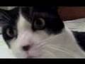 MEOWARCHY 4: Your Soul Is My Kitty Litter