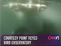 Killer Whale vs Great White Shark