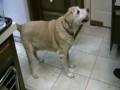 Dog Ice Cream Dance