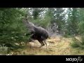 man's best friend barking at moose