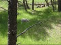 Crappy Goat Video