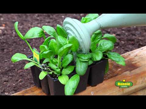 how to transplant arugula