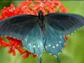 Richard Clayderman (Ballade Pour Adeline)