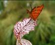Richard Clayderman (Ballade Pour Adeline)
