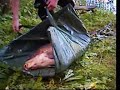 Karp 22kg- Tomasz Mili?ski