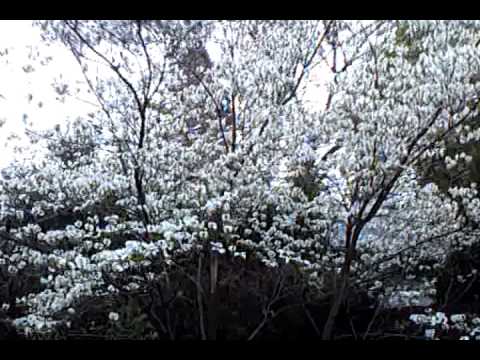 how to treat dogwood fungus