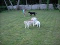 videos de Fiona Husky and her cousins Shelby and Jessie Puppy Party