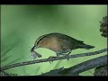 A Tribute to the Early Bird