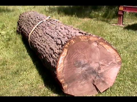 how to fertilize black walnut trees