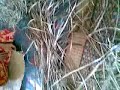 Pandan Mats Pandan Mats