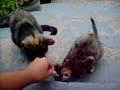 Kissekatter