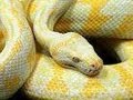 Snake Bytes TV - Aussie Pythons : SnakeBytesTV