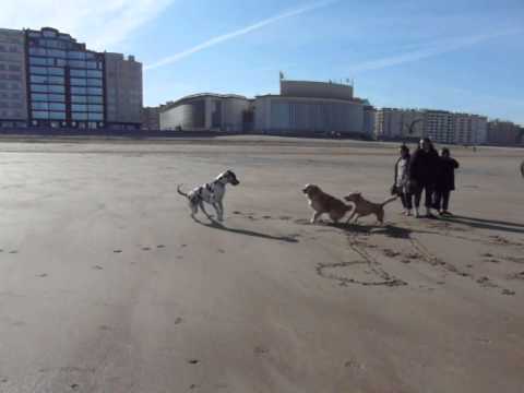 dogue allemand
