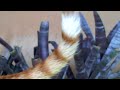 Camel o ca�ador 1ST ROUND