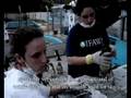 IFAW Penguin Mystery Stranding Brazil - 8.4.08
