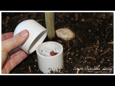 how to fertilize new trees