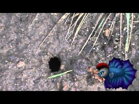how to get rid voles
