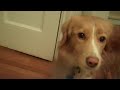 Iko meets the camera, is sad I'm leaving,
