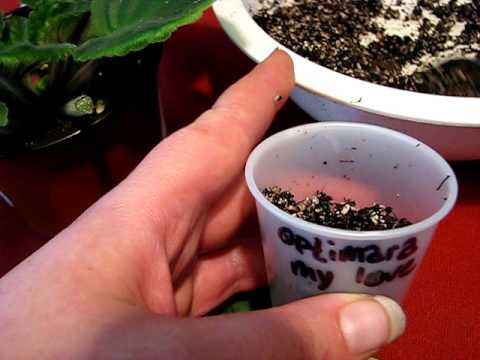 how to plant violet leaves